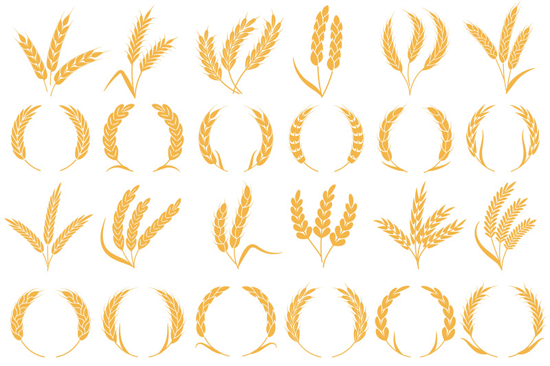 wheat-or-barley-ears-golden-grains-harvest-stalk-grain-wheat-corn-o