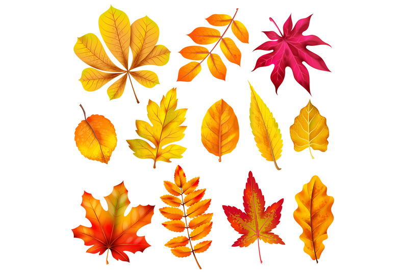 realistic-autumn-leaves-fall-orange-wood-foliage-of-chestnut-and-mapl