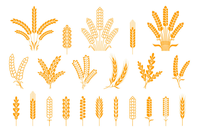 wheat-and-rye-ears-oats-barley-rice-spikes-and-grains-heraldic-eleme