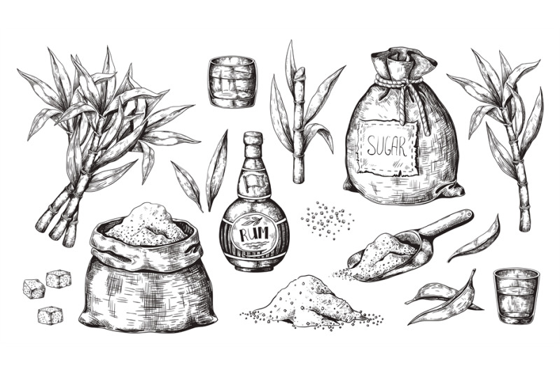 hand-drawn-sugarcane-and-rum-vintage-liquor-bottle-and-glasses-sugar