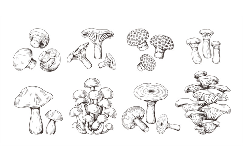 hand-drawn-mushrooms-vintage-sketch-of-shiitake-champignon-fungus-cha