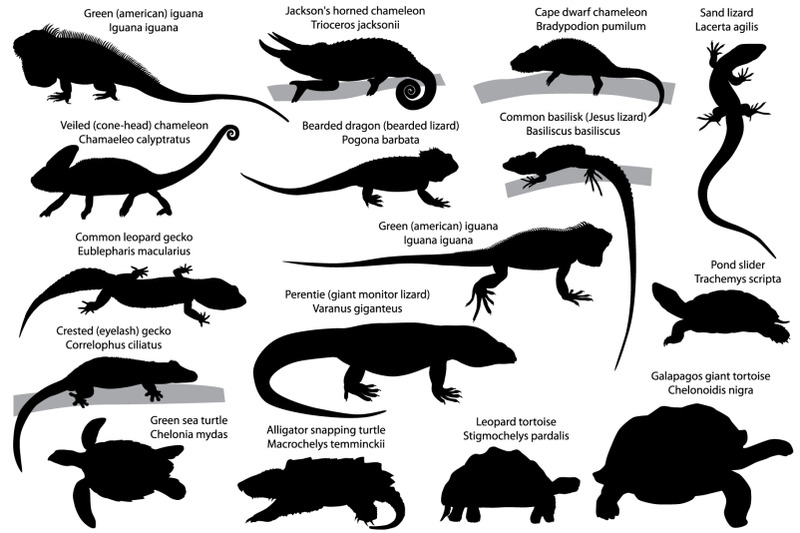 silhouettes-of-reptiles