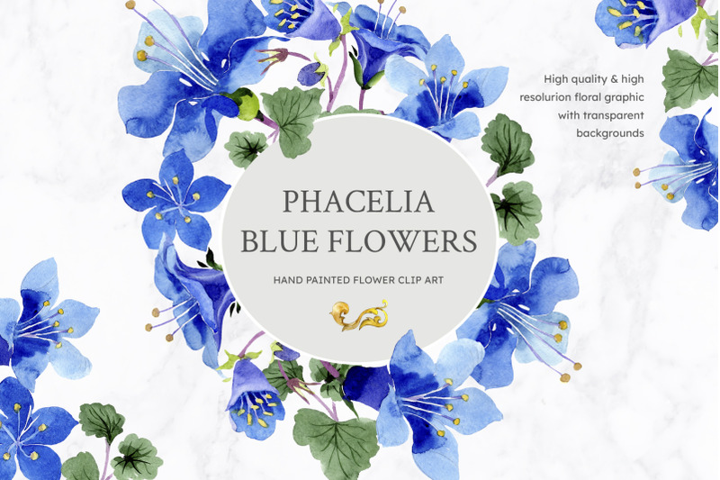 phacelia-or-bellflower-039-s-watercolor-clipart-blue-png