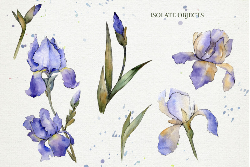blue-irises-flowers-morning-dawn-watercolor-png
