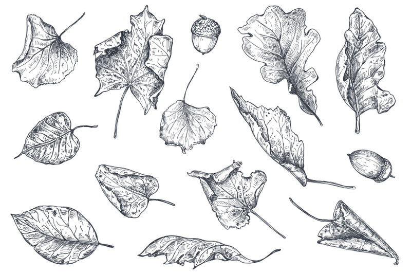 vector-autumn-sketch-collection
