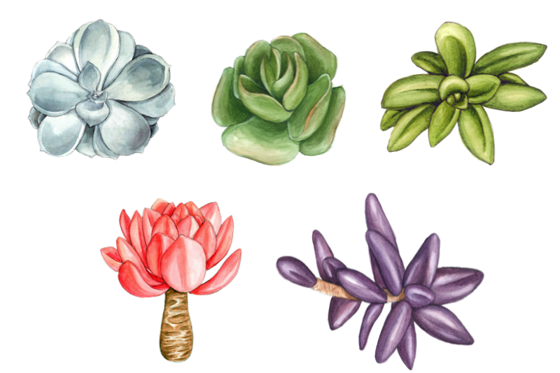 watercolor-succulents