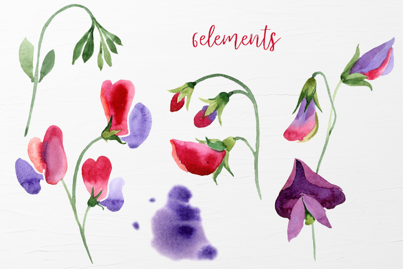 watercolor-flowers-sweet-pea-png