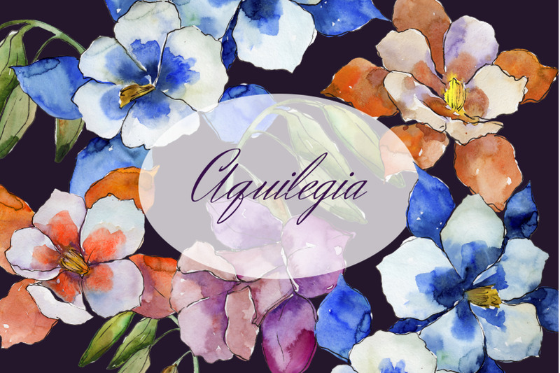 aquilegia-flowers-velvet-season-watercolor-png