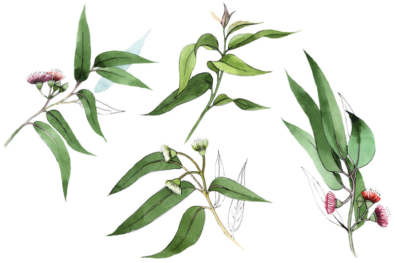 eucalyptus-branch-watercolor-png