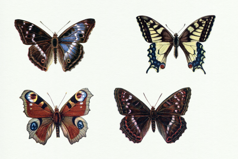 vintage-butterflies-llustrations-retro-butterfly-clipart