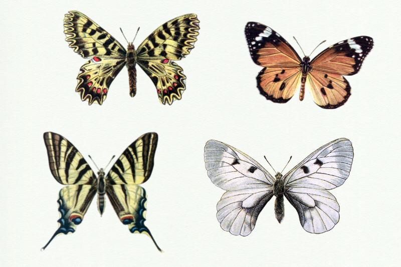 vintage-butterflies-llustrations-retro-butterfly-clipart