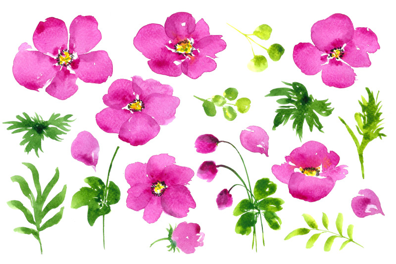 watercolour-pink-anemones-clip-art-png
