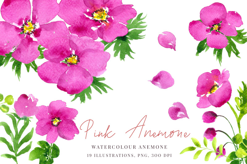 watercolour-pink-anemones-clip-art-png