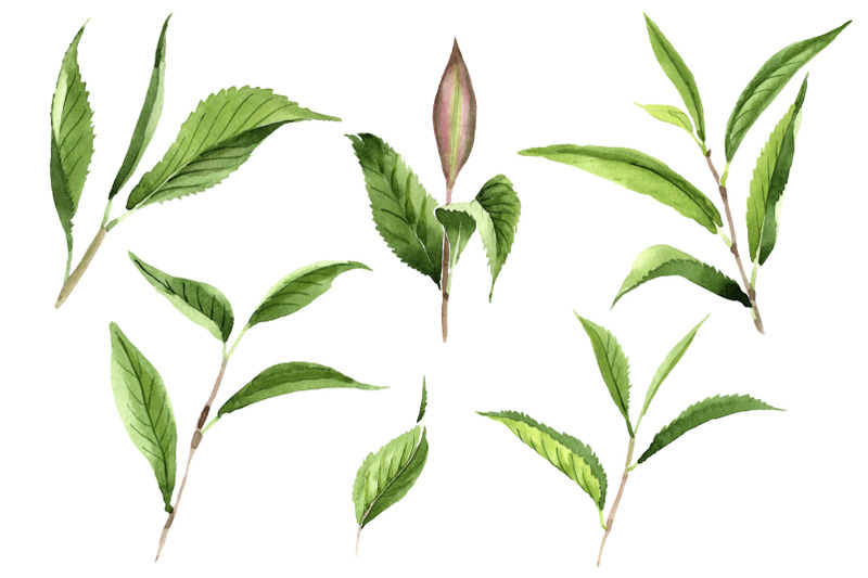 green-tea-leaves-watercolor-png