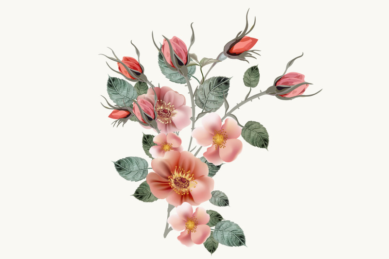 vintage-wild-rose-high-detailed-vector-rose-hip-illustration