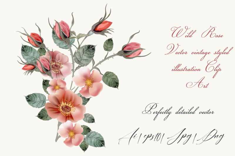 vintage-wild-rose-high-detailed-vector-rose-hip-illustration