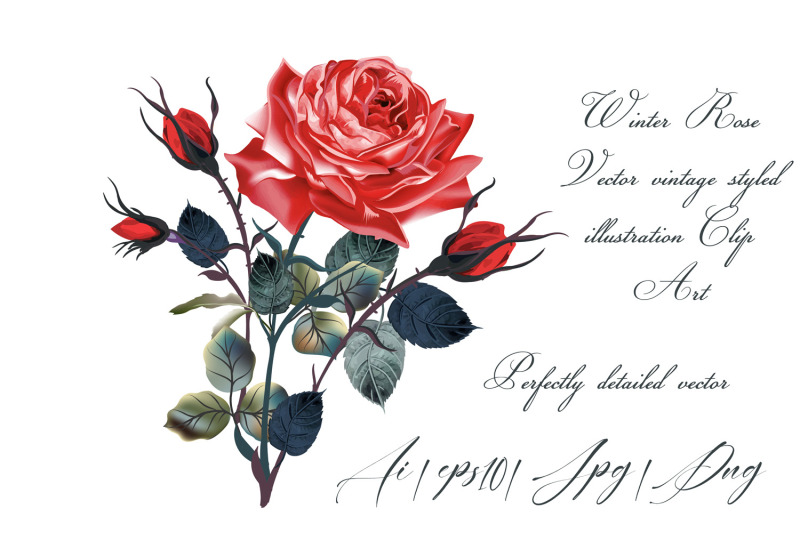 vintage-red-rose-high-detailed-vector-rose-illustration