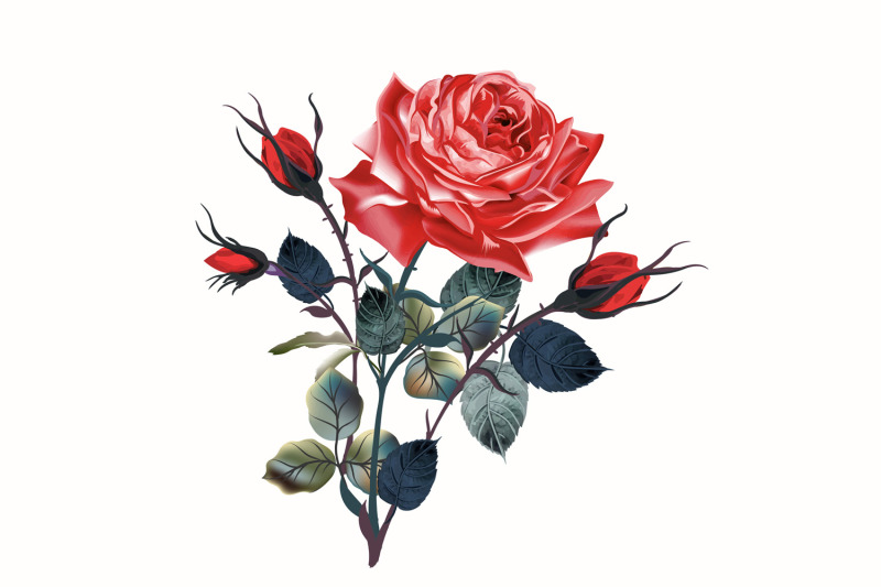 vintage-red-rose-high-detailed-vector-rose-illustration
