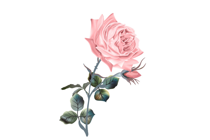winter-rose-high-detailed-vector-rose-illustration