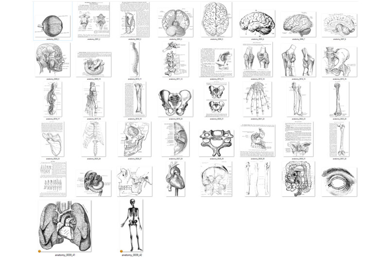 antique-anatomy-overlays