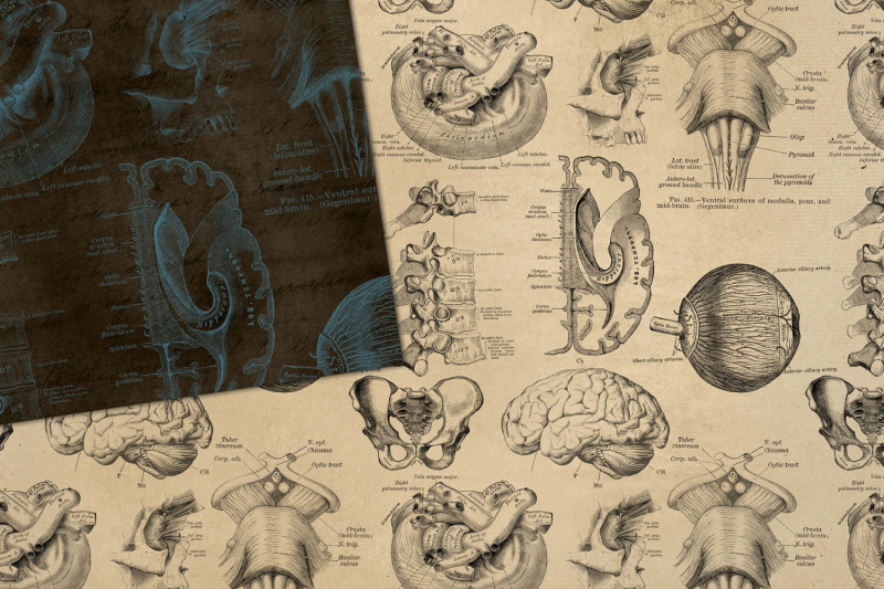 vintage-anatomy-digital-paper