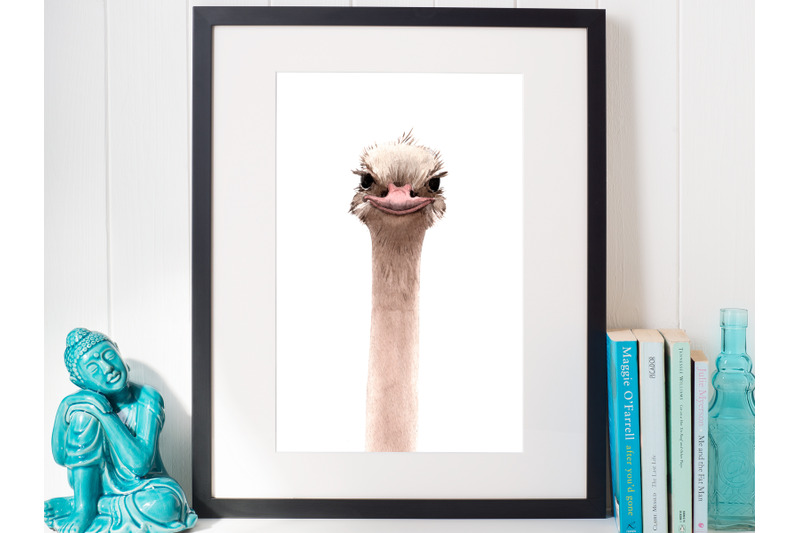 giraffe-lama-and-ostrich-portraits-png-vector