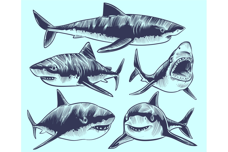 sketch-shark-swimming-sharks-with-open-mouth-underwater-animal-vecto