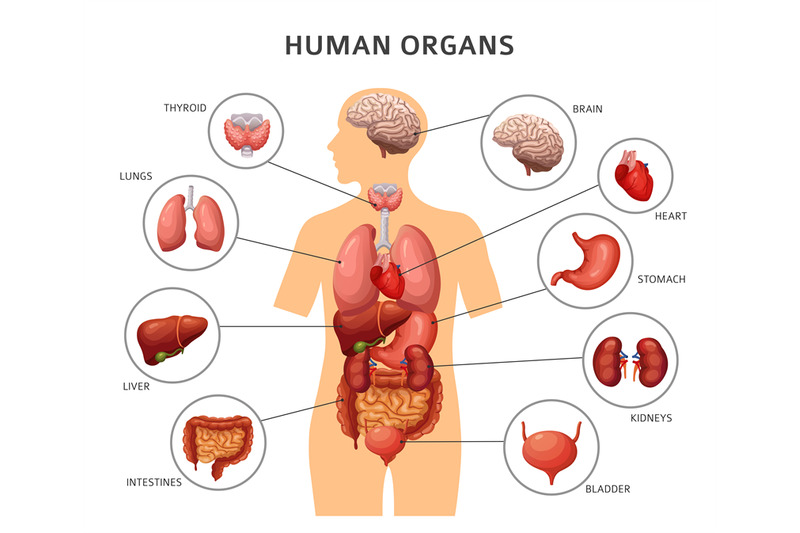 human-body-internal-organs-stomach-and-lungs-kidneys-and-heart-brai