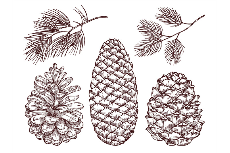 hand-drawn-forest-vector-sketched-pine-branches-and-pinecones