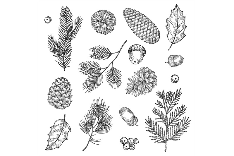 hand-drawn-spruce-branches-and-cones-vector-illustration-forest-eleme