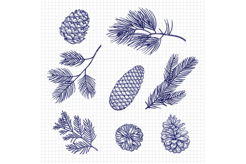 hand-sketched-fir-tree-branches-and-cones-vector-illustration