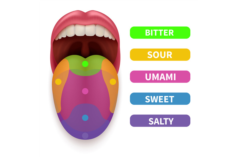 realistic-tongue-with-basic-taste-areas-tasting-map-in-human-mouth-ve