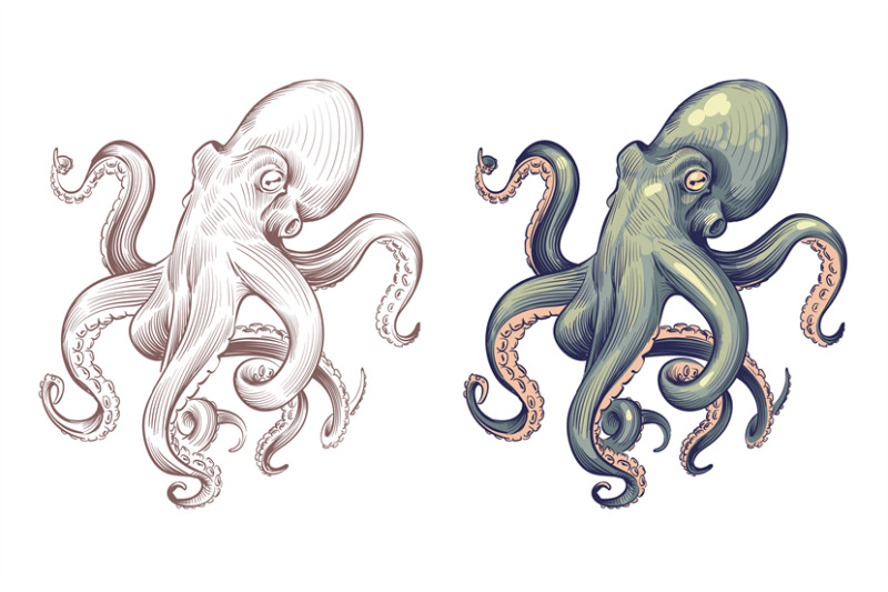 octopus-seafood-sea-animal-squid-with-tentacles-cartoon-and-hand-draw