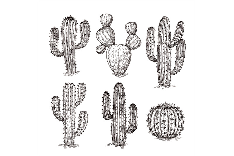 sketch-cactus-hand-drawn-desert-cactuses-vintage-engraving-western-m