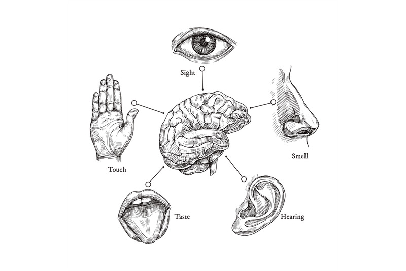 five-human-senses-sketch-mouth-and-eye-nose-and-ear-hand-and-brain