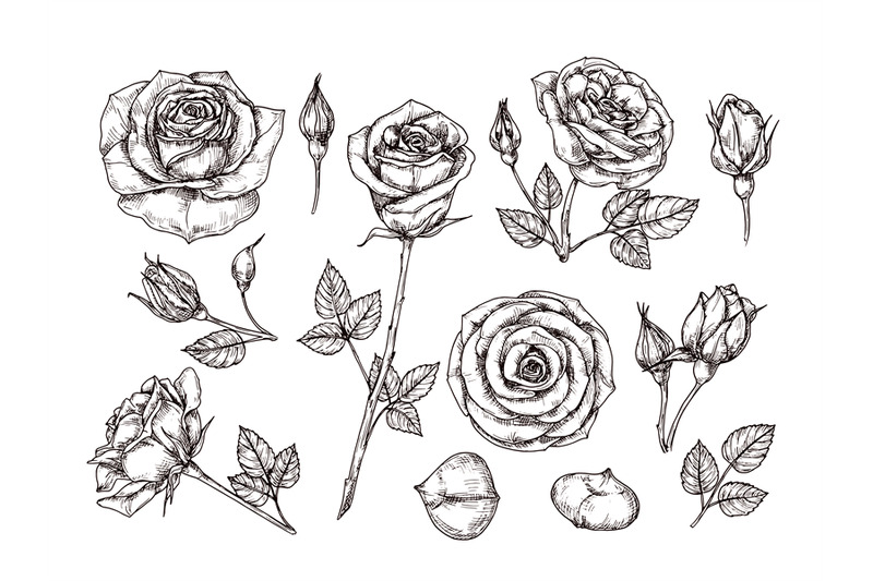 hand-drawn-roses-sketch-rose-flowers-with-thorns-and-leaves-black-an