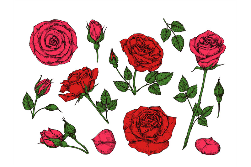 red-rose-hand-drawn-roses-garden-flowers-with-green-leaves-buds-and