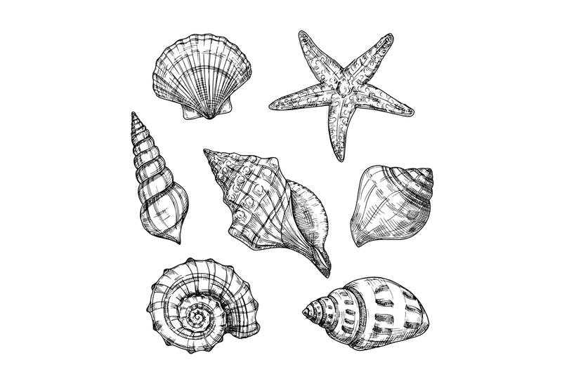 hand-drawn-sea-shells-starfish-shellfish-tropical-mollusk-in-vintage