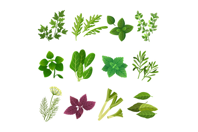 herbs-and-spices-oregano-green-basil-mint-spinach-coriander-parsley-d