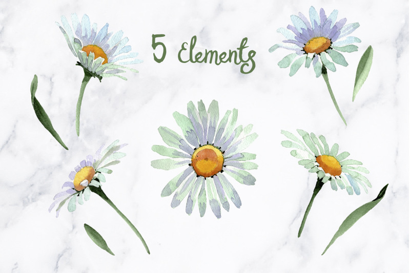 white-chamomile-flowers-watercolor-png