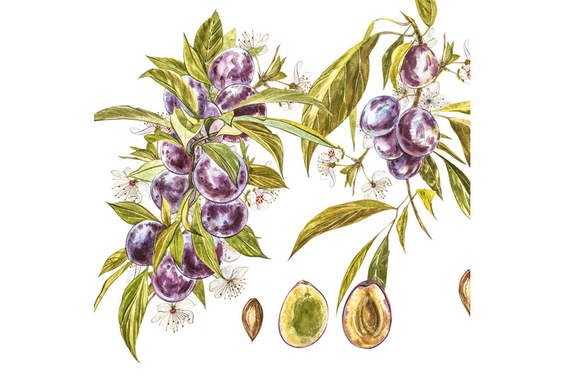 plum-in-botanical-style