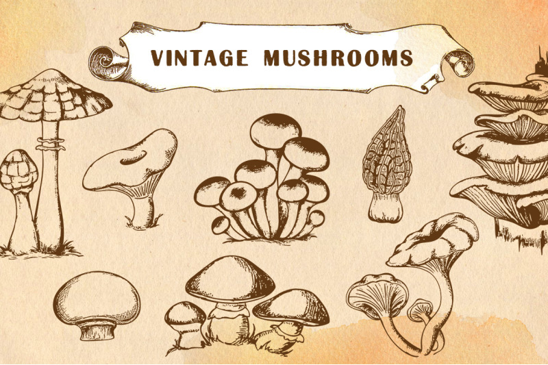 vintage-hand-drawn-mushrooms