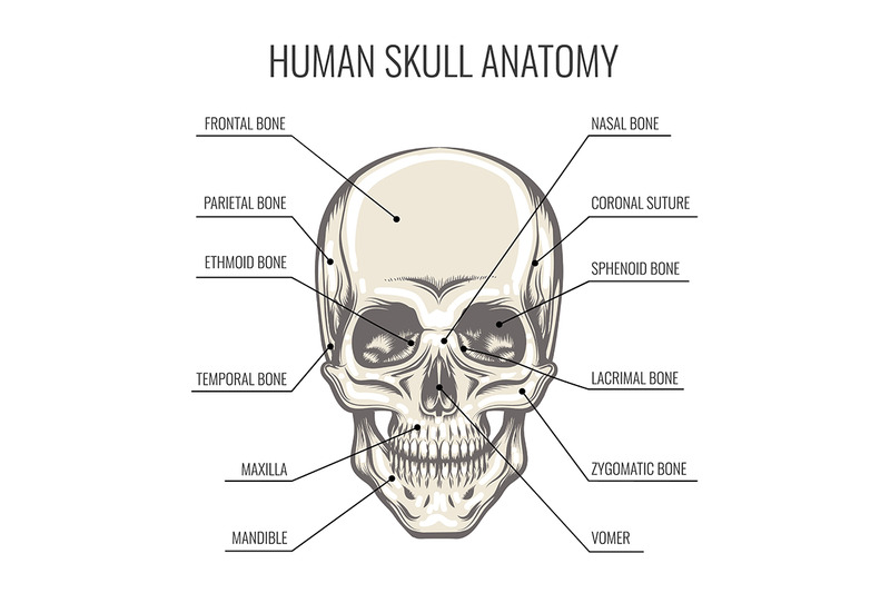 human-skull-anatomy