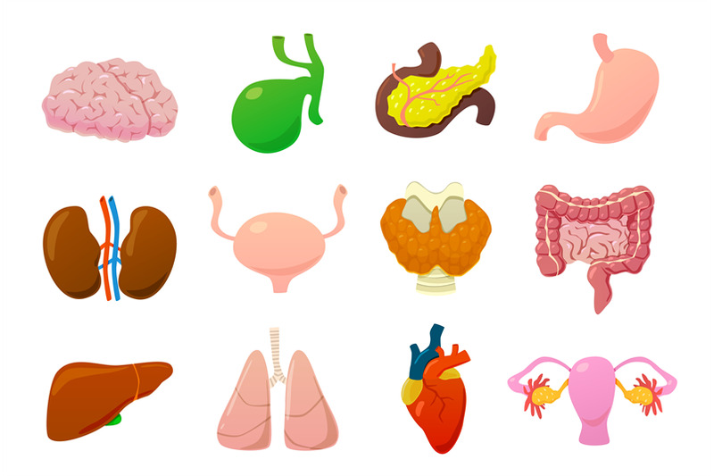 internal-organs-human-brain-bladder-and-stomach-kidneys-and-intesti