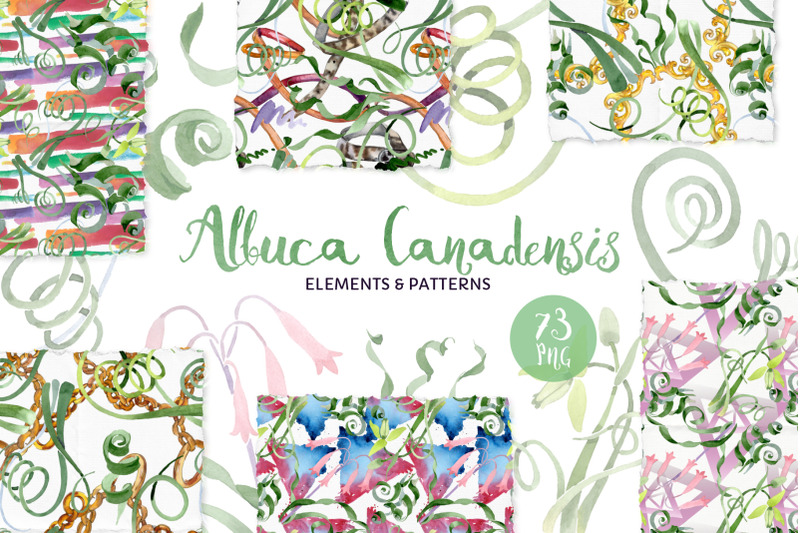 albuca-canadensis-flowers-watercolor-png