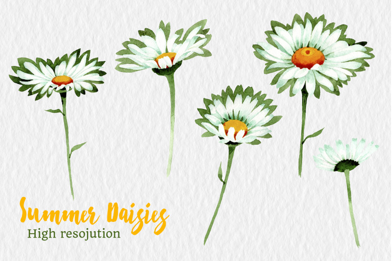watercolor-daisy-white-flower-pn
