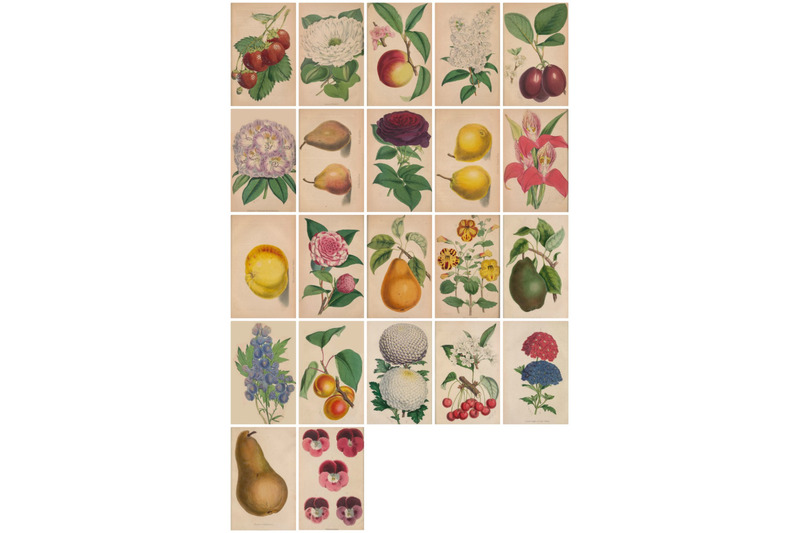 47-vintage-bookplate-fruit-and-flowers-art-images-commercial-use