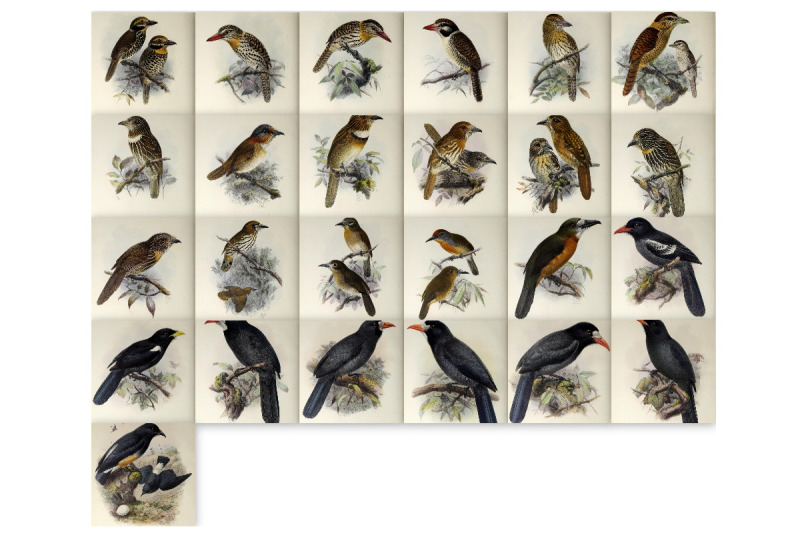 55-vintage-bookplate-bird-art-images-quot-jacamars-and-puff-birds-quot