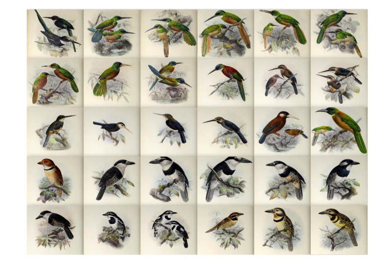 55-vintage-bookplate-bird-art-images-quot-jacamars-and-puff-birds-quot