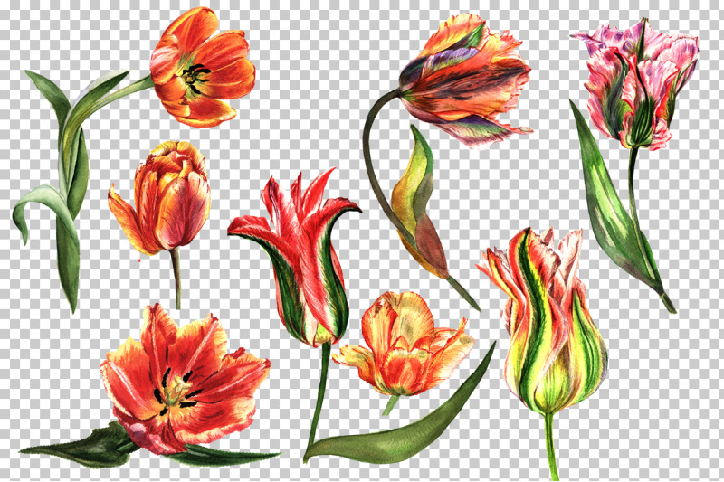 tulip-red-png-watercolor-flower-set